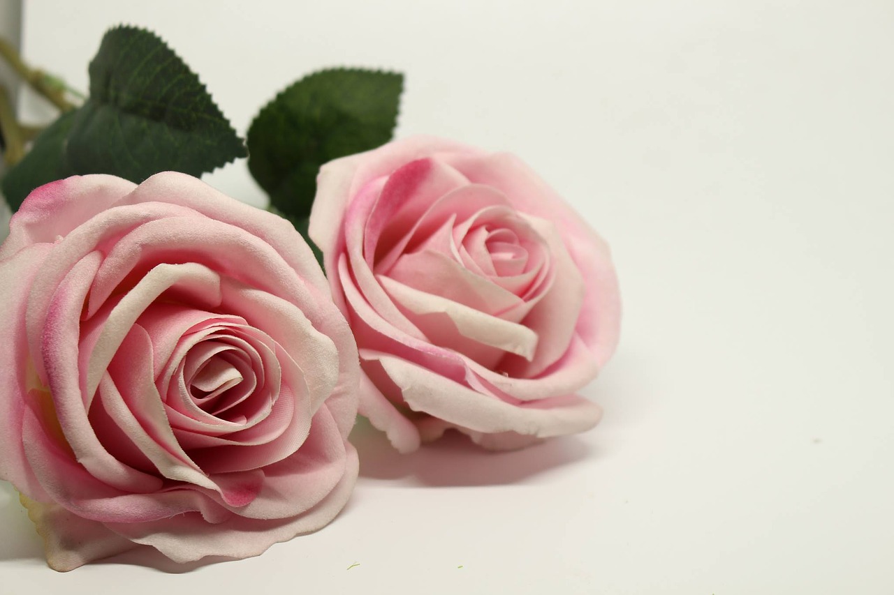 a rose pink pink roses free photo