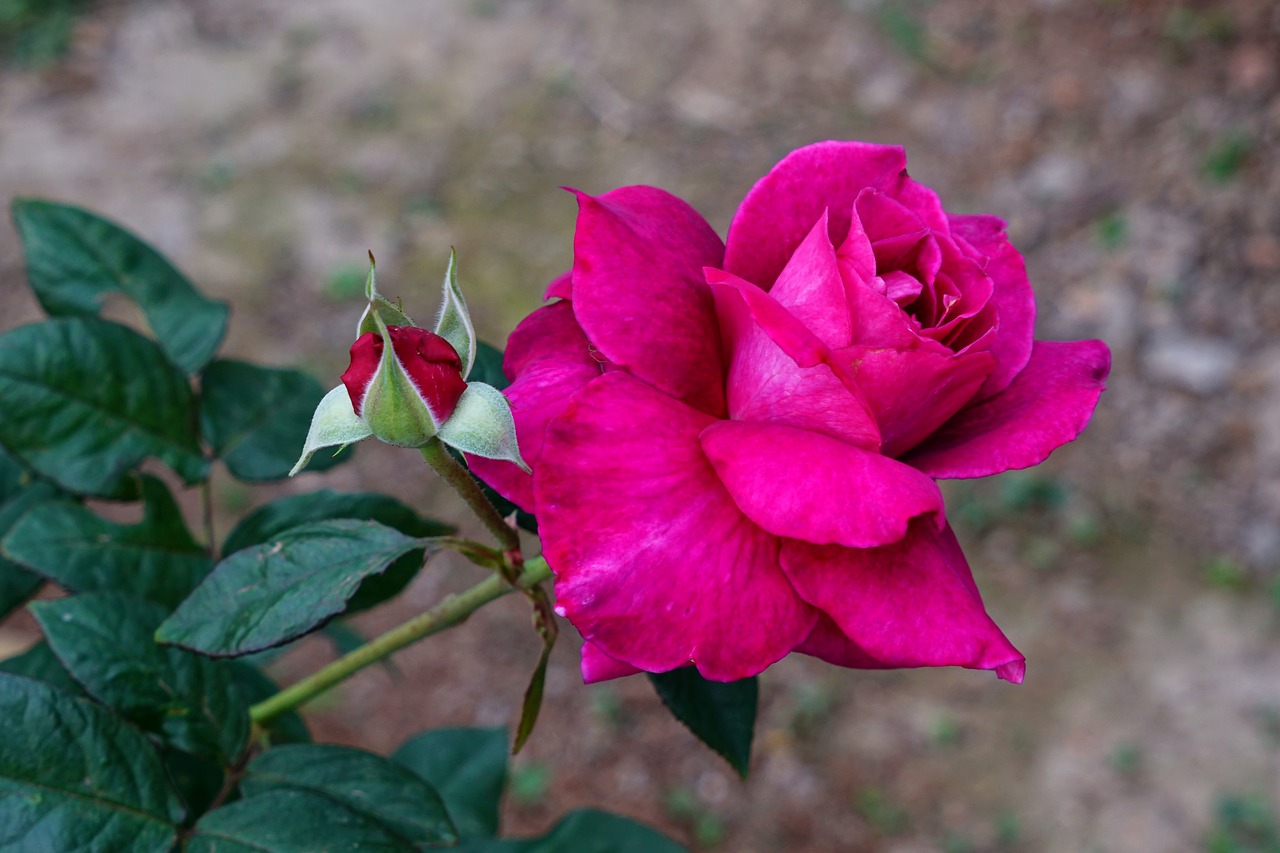 a rose  romance  beauty free photo