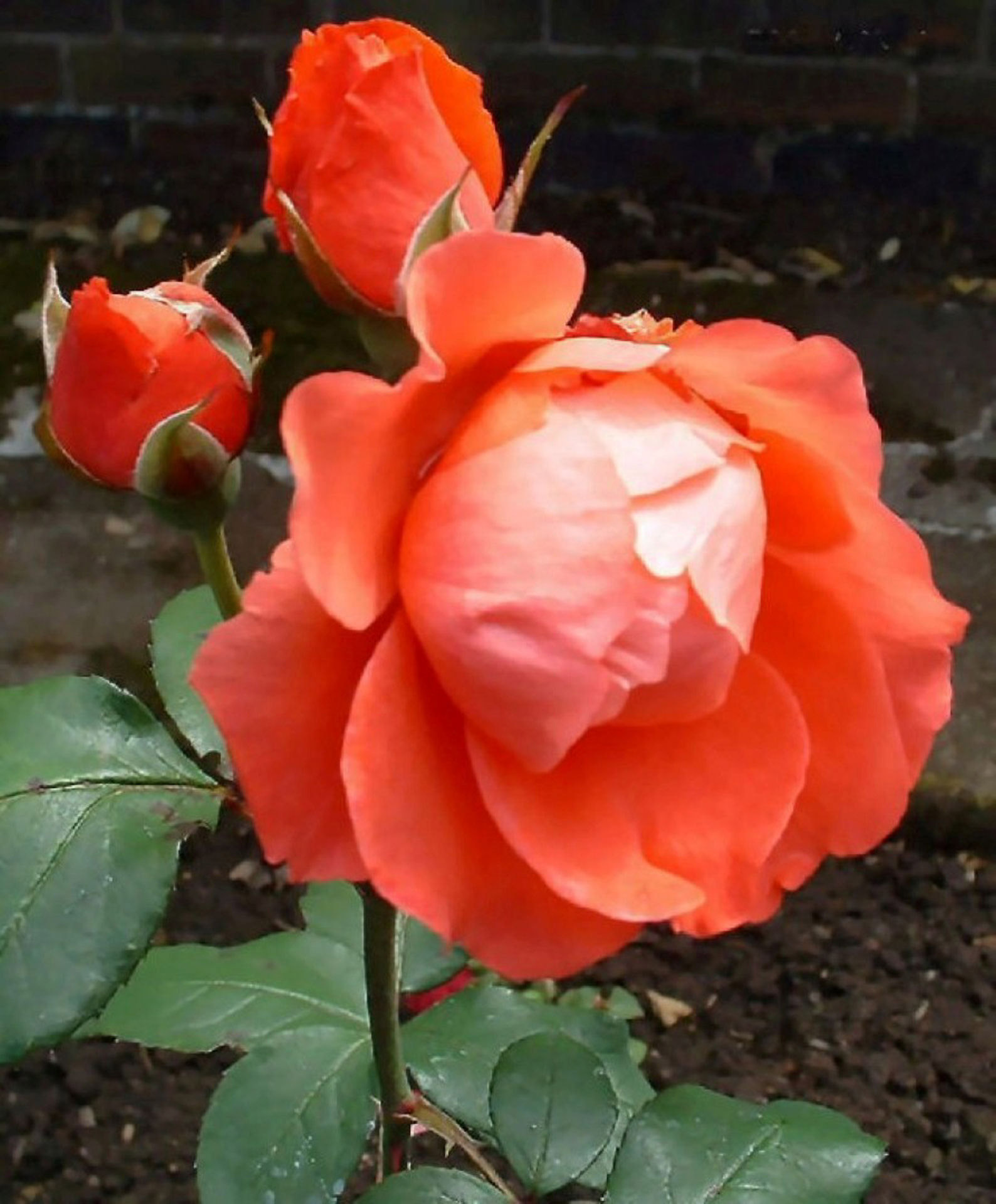 red rose a rose in bloom free photo