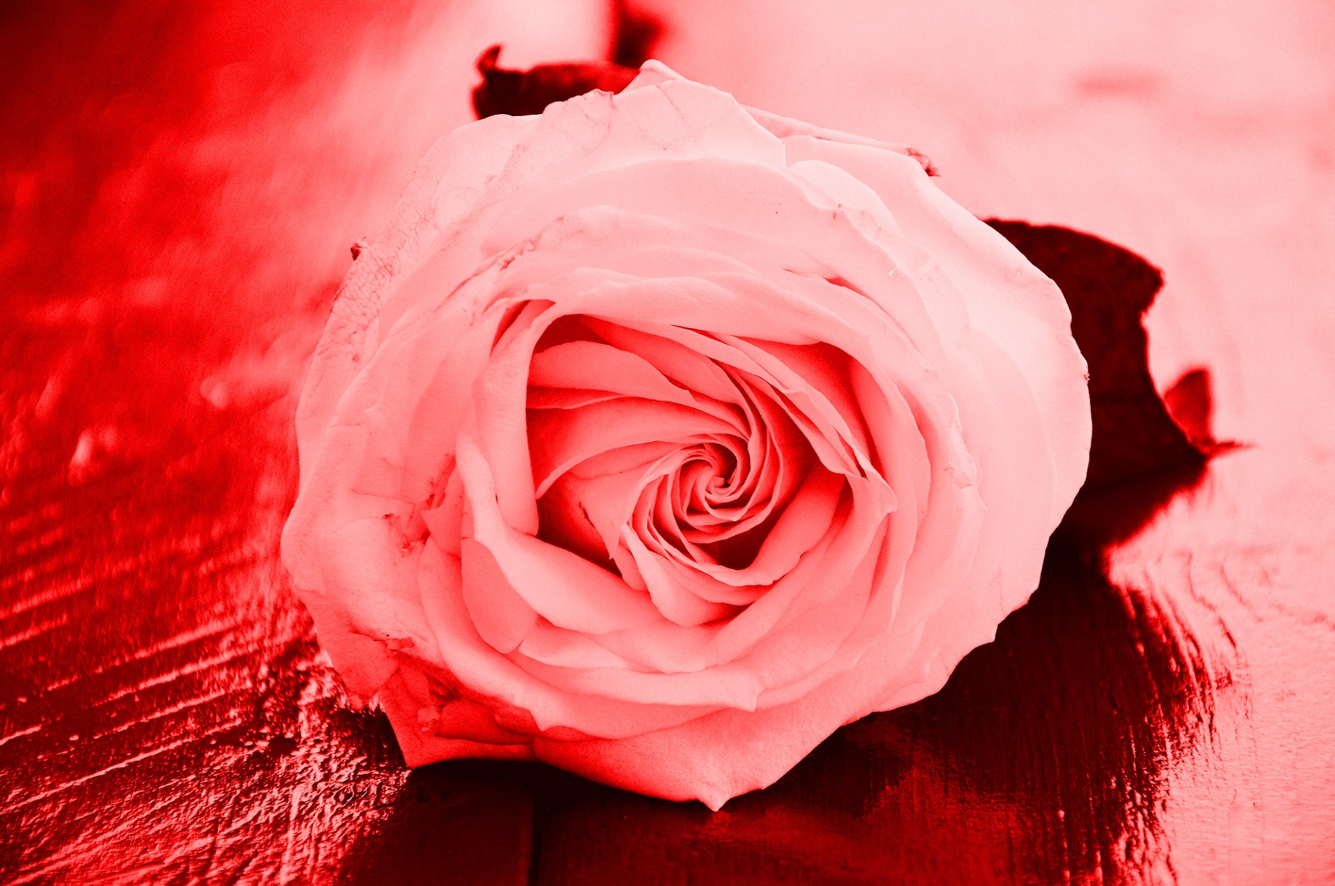 flower rose decoration free photo