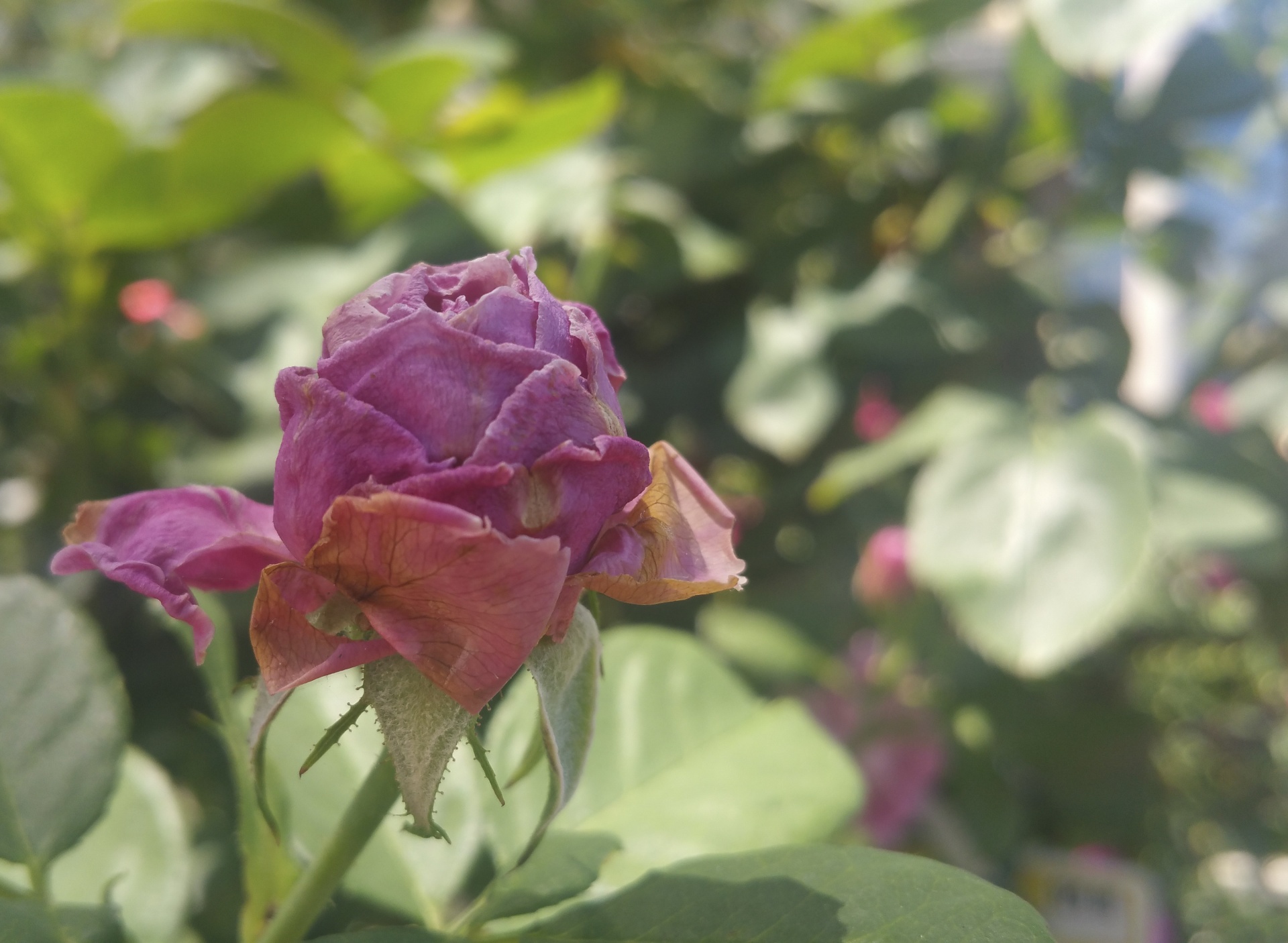 rose flower pink free photo