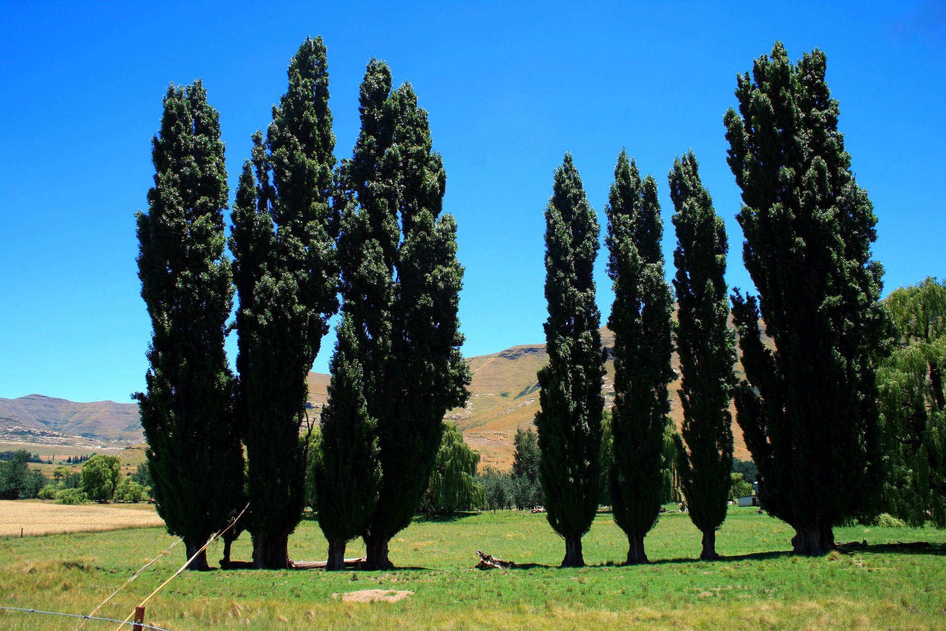 trees tall slender free photo