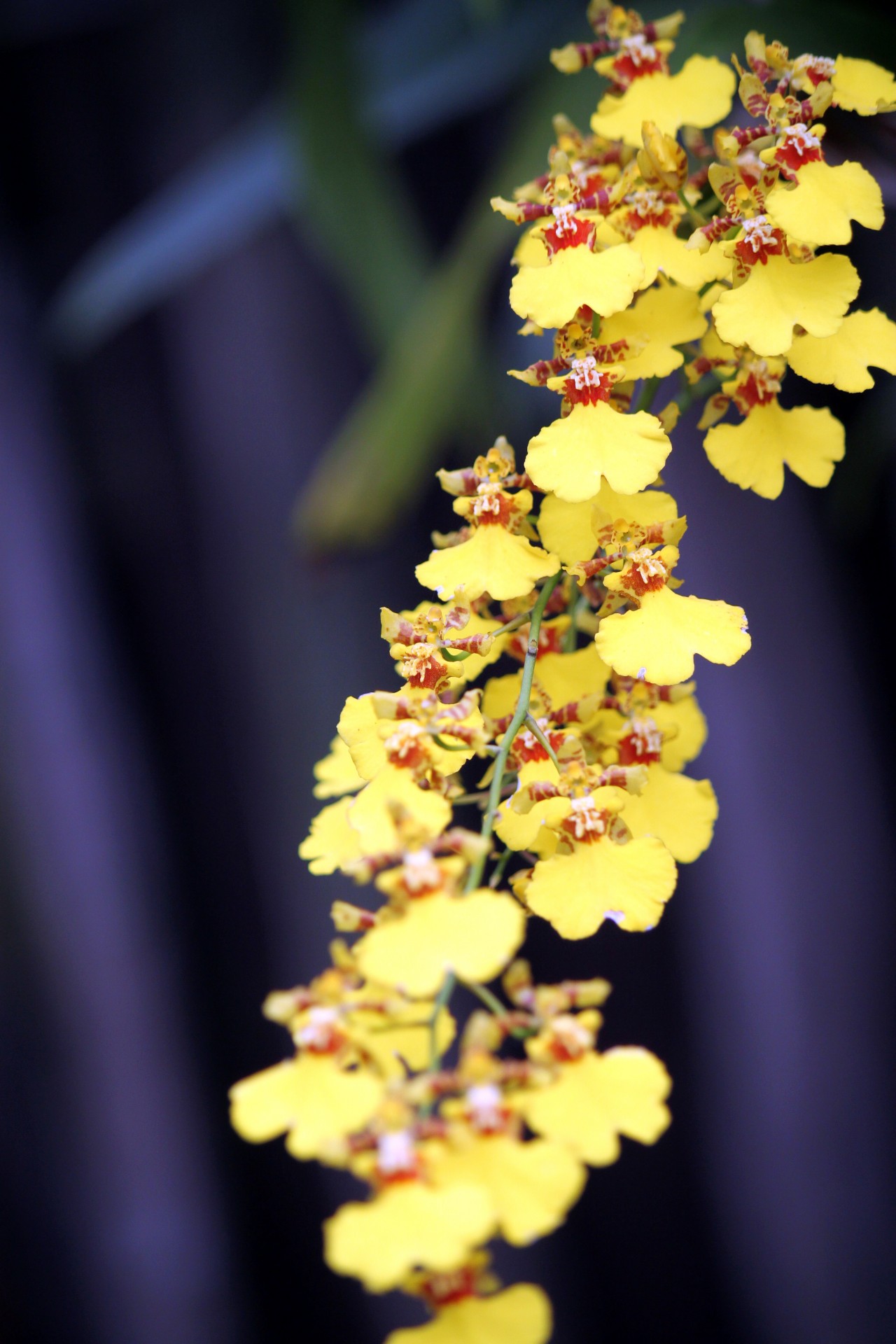 sheaf yellow flower free photo