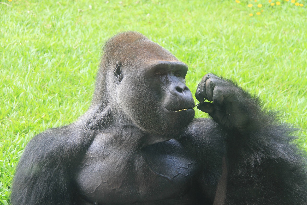 a silver back gorilla zoo eating free photo