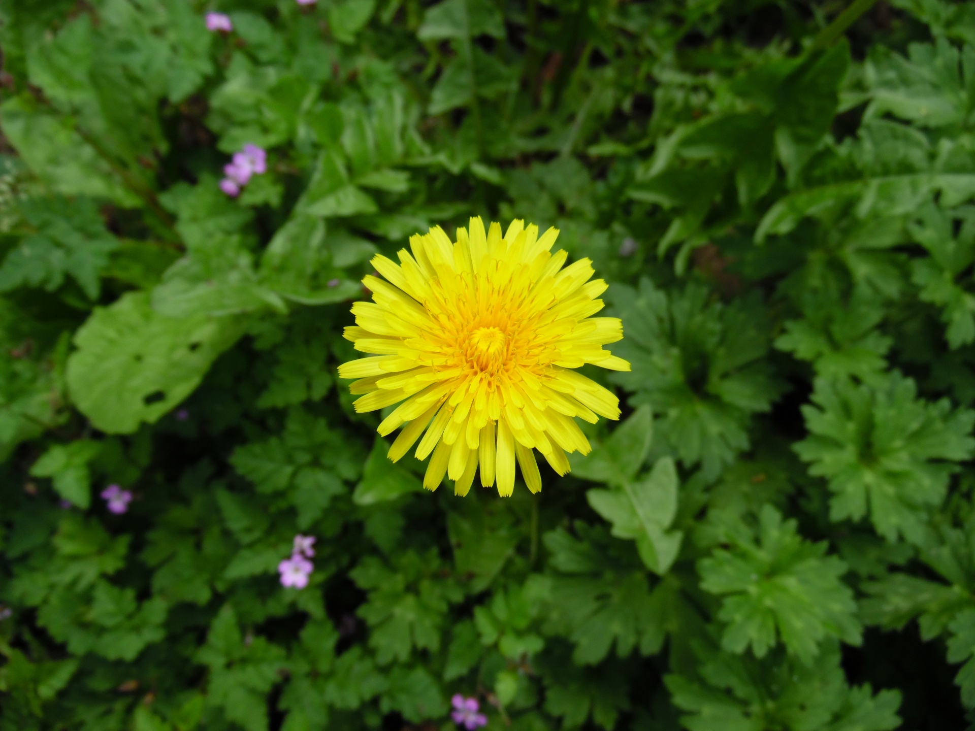 dandelion plants flowers free photo