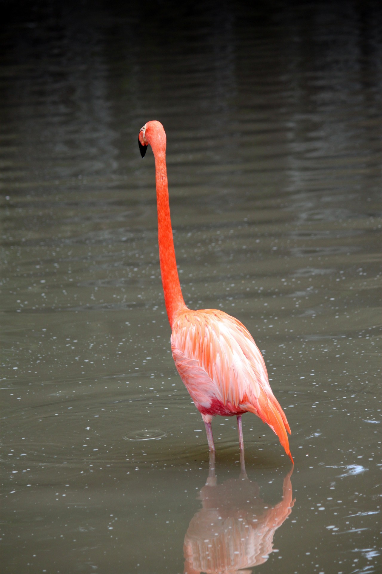 single flamingo singapore free photo