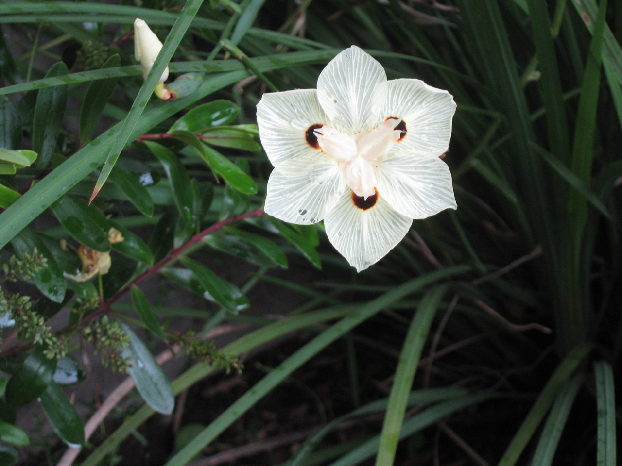 white flower a single flower free photo