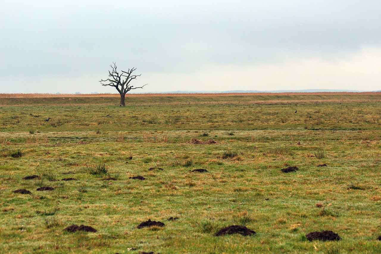a single tree standing  tree  solitary free photo