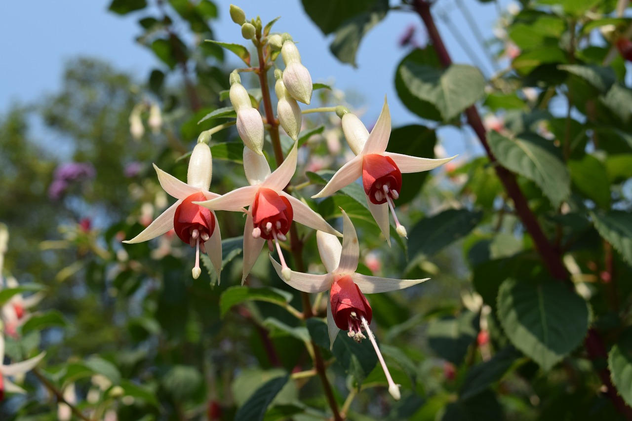 a small bell flowers red bells flower a small bell flowers upside down free photo