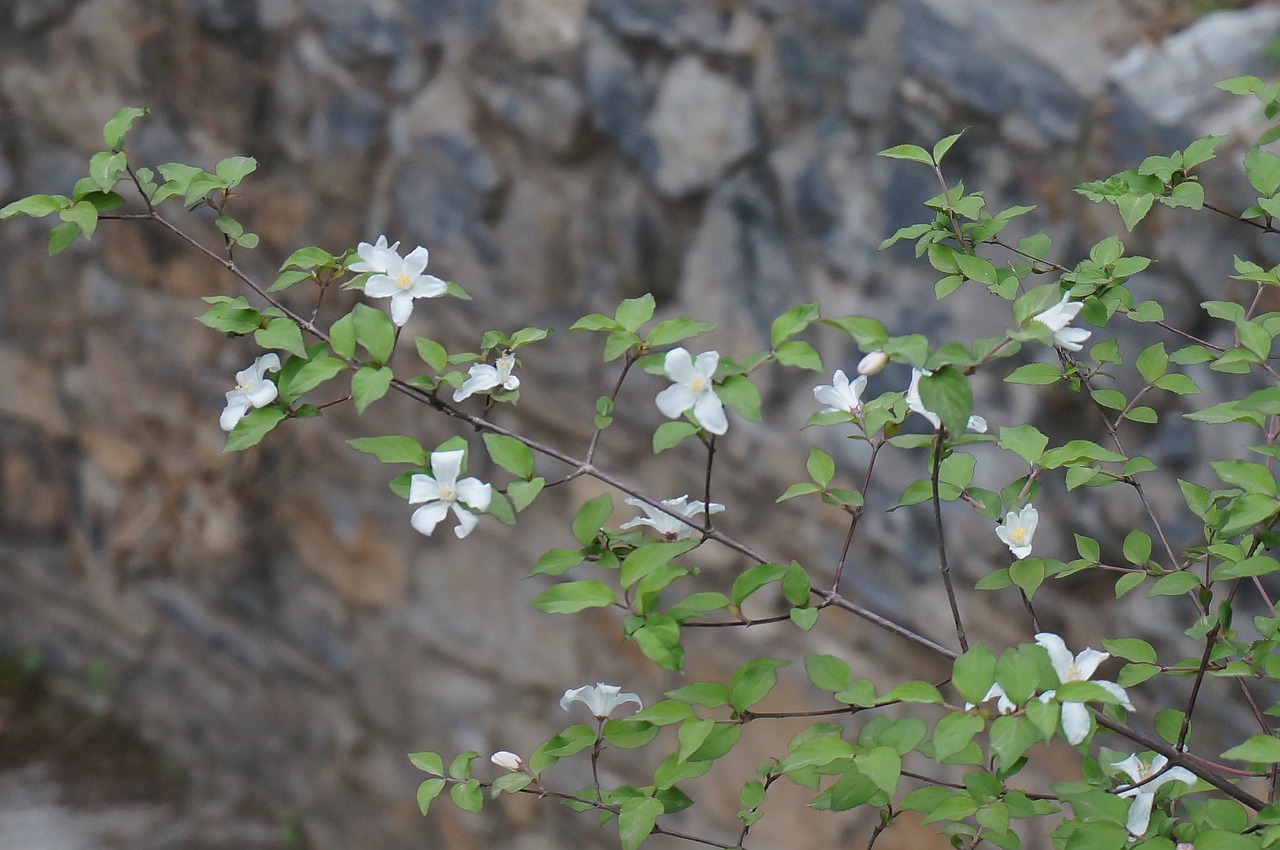 a small spike of flowers wild flowers flower free photo