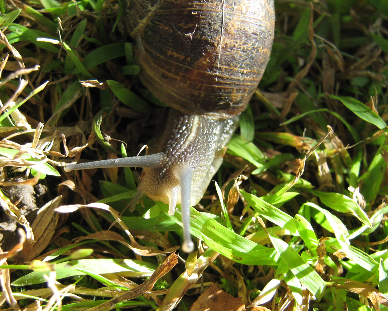 snail garden a snail's journey free photo