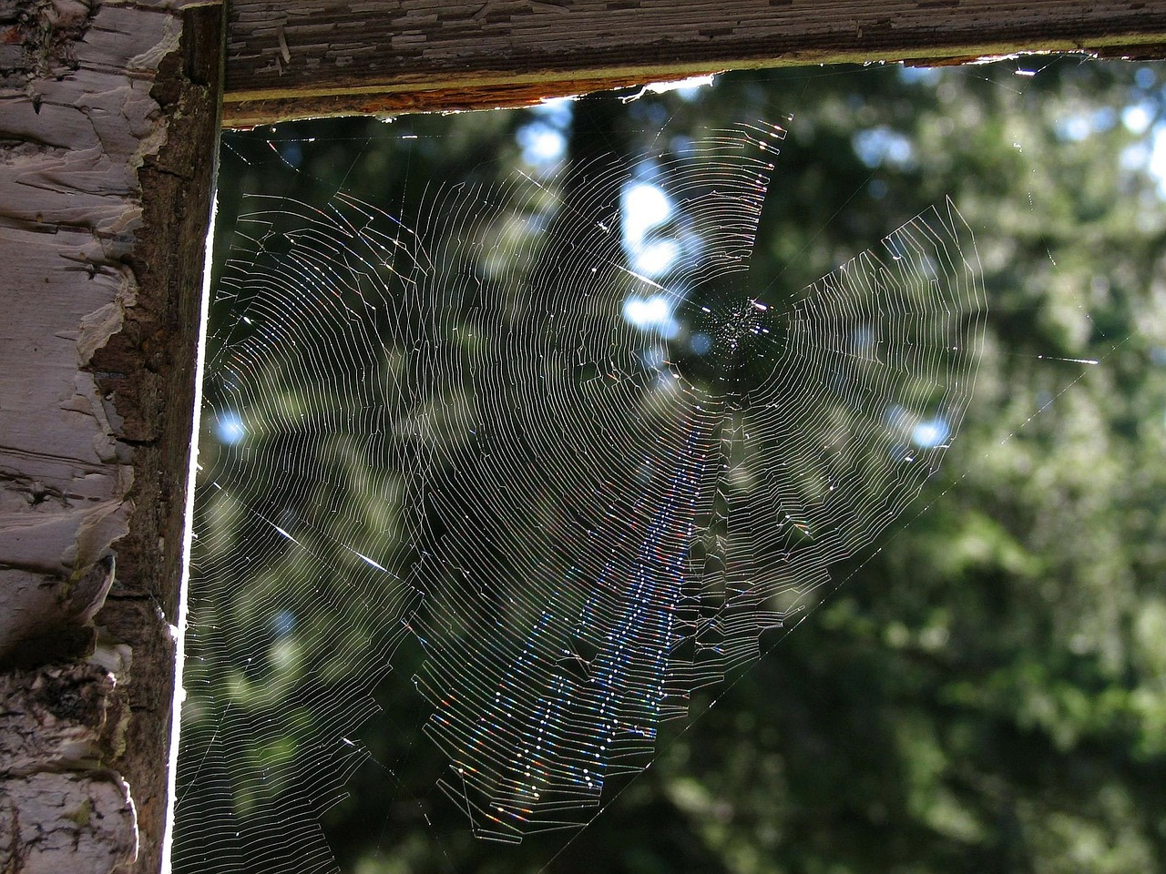 a spider in a cobweb network trap free photo