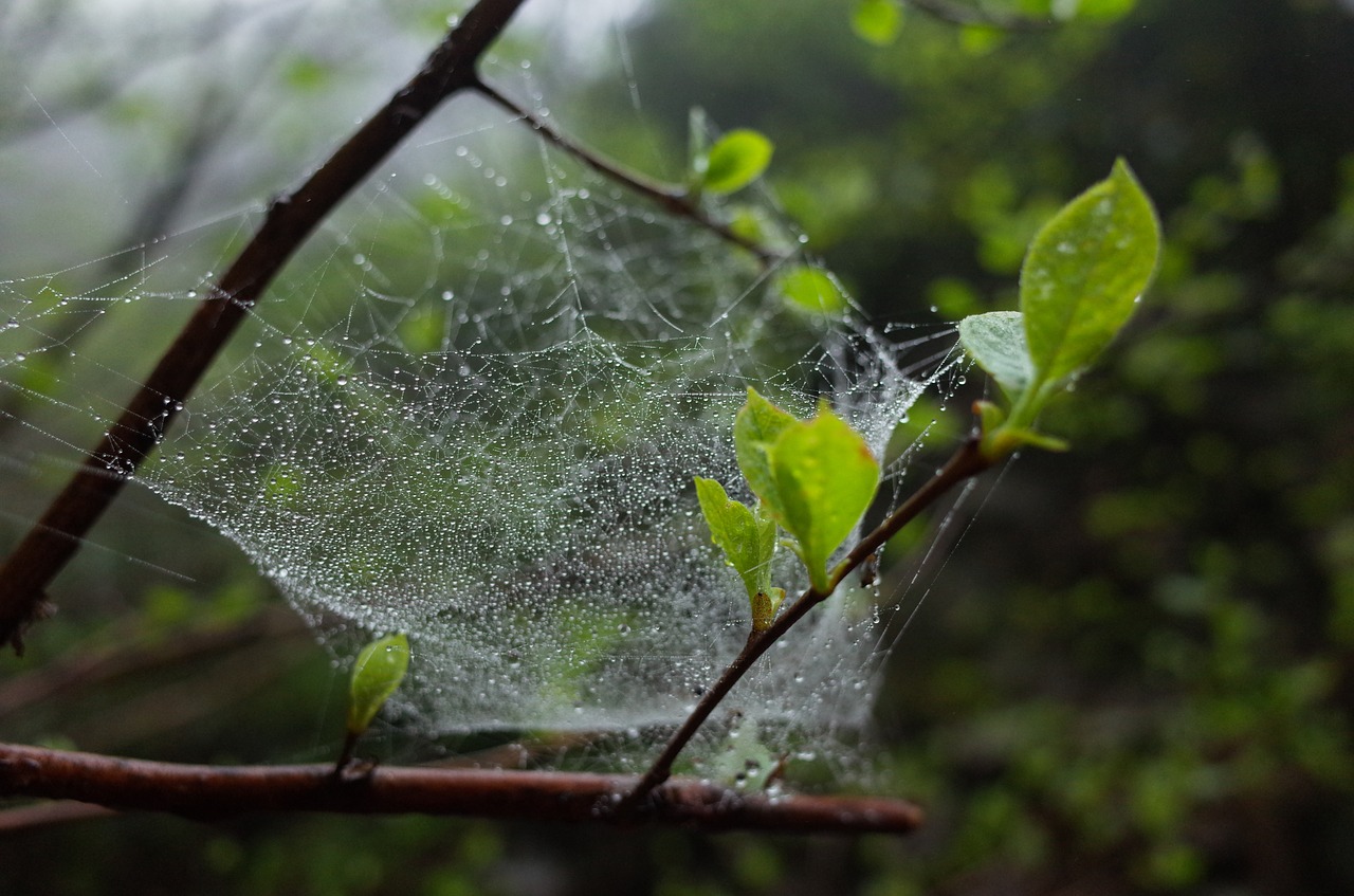 a spider's web green leaf the leaves free photo