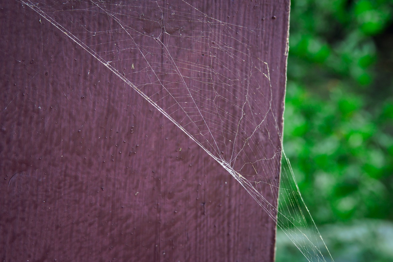 a spider's web park natural free photo