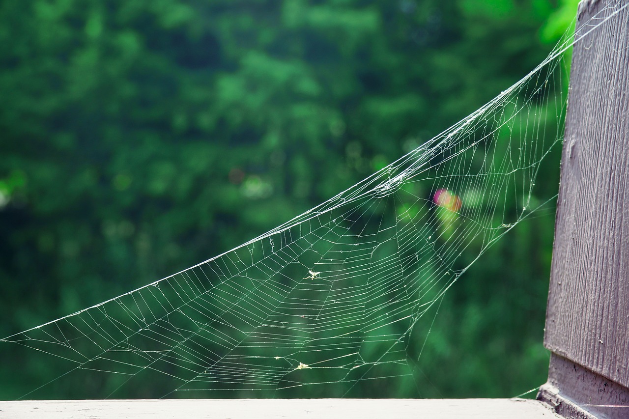 a spider's web park natural free photo