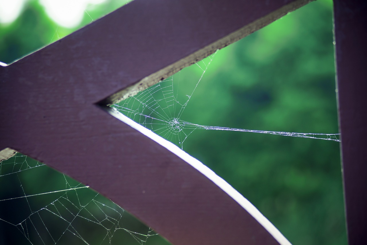 a spider's web park natural free photo
