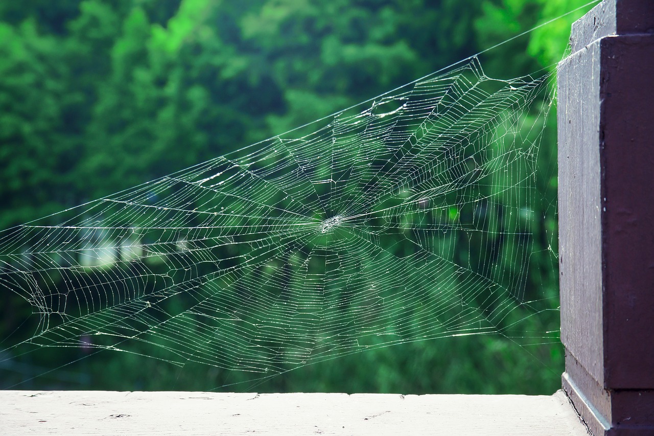 a spider's web park natural free photo