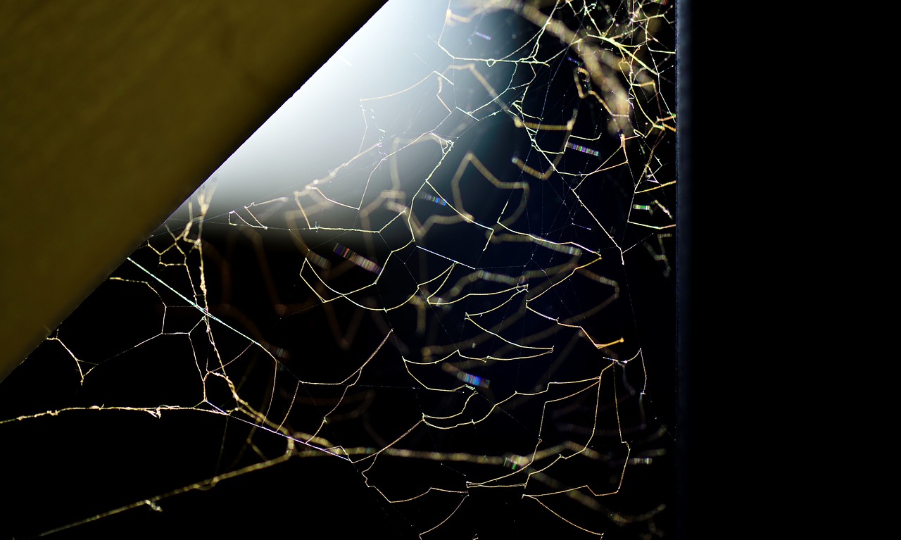 a spider's web light corner free photo