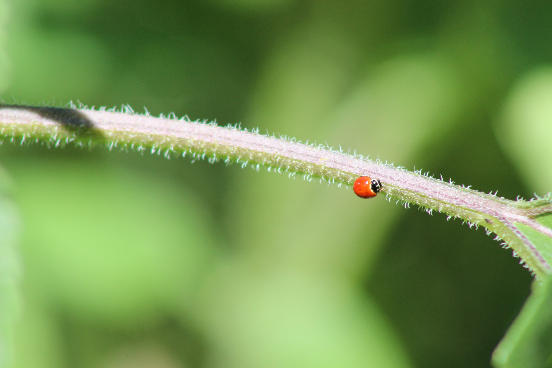 ladybug ladybird lady beetle free photo