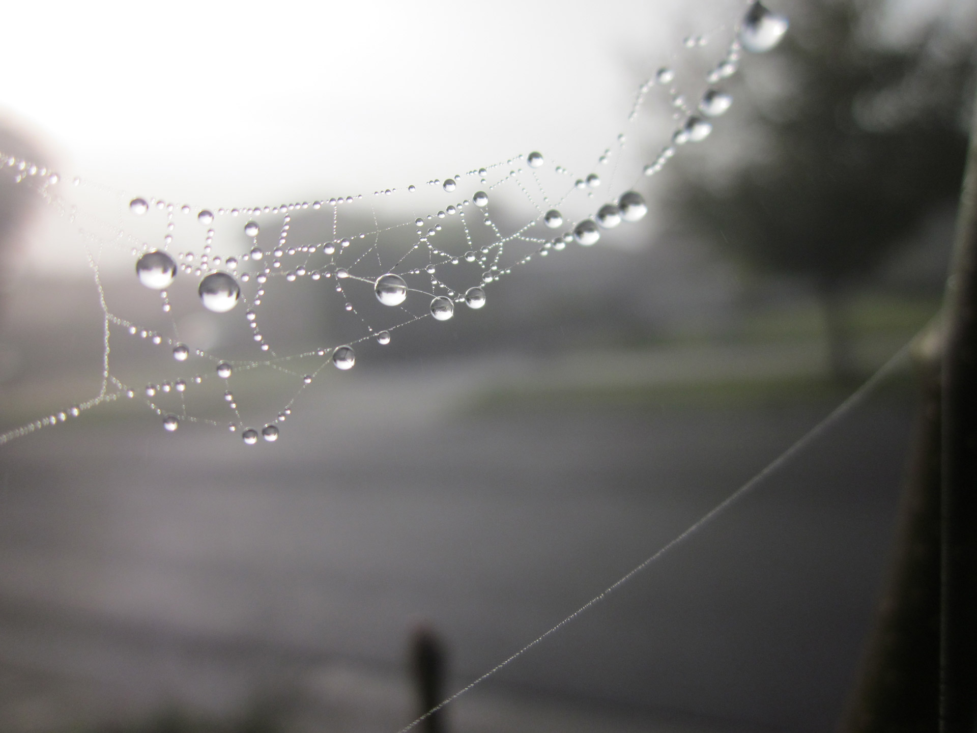 spider web dew free photo