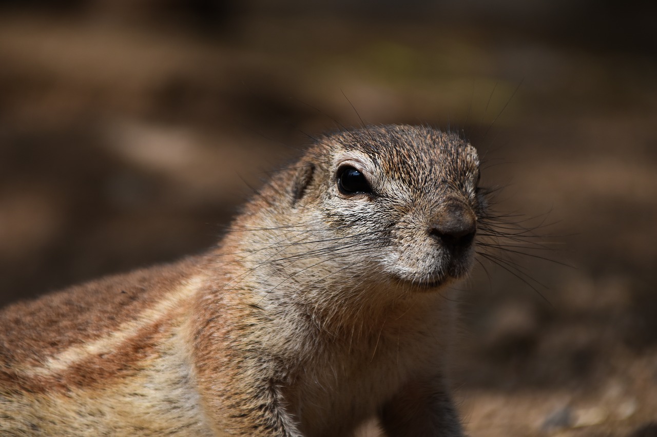 a squirrel called cape the squirrel animal free photo