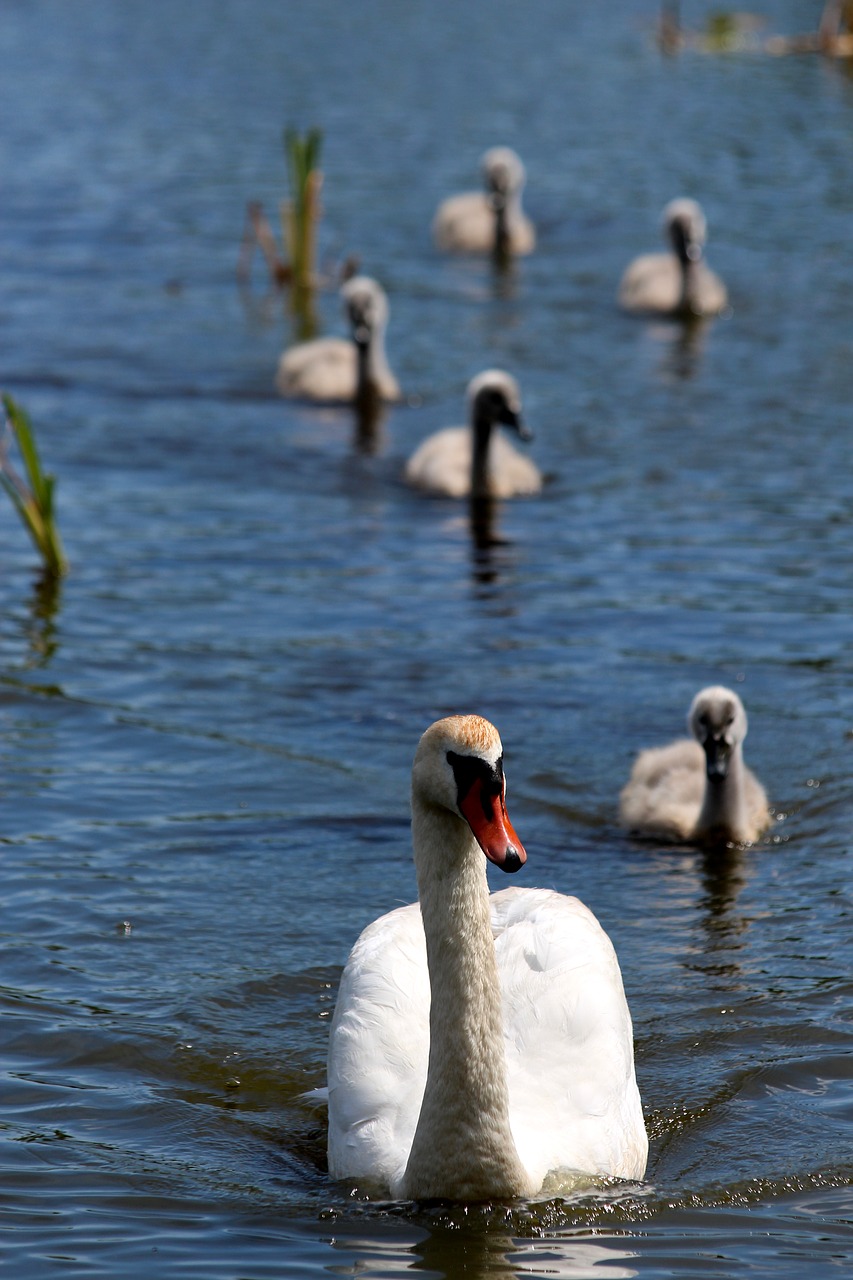 a swan-shipun swan cygnus high color free photo