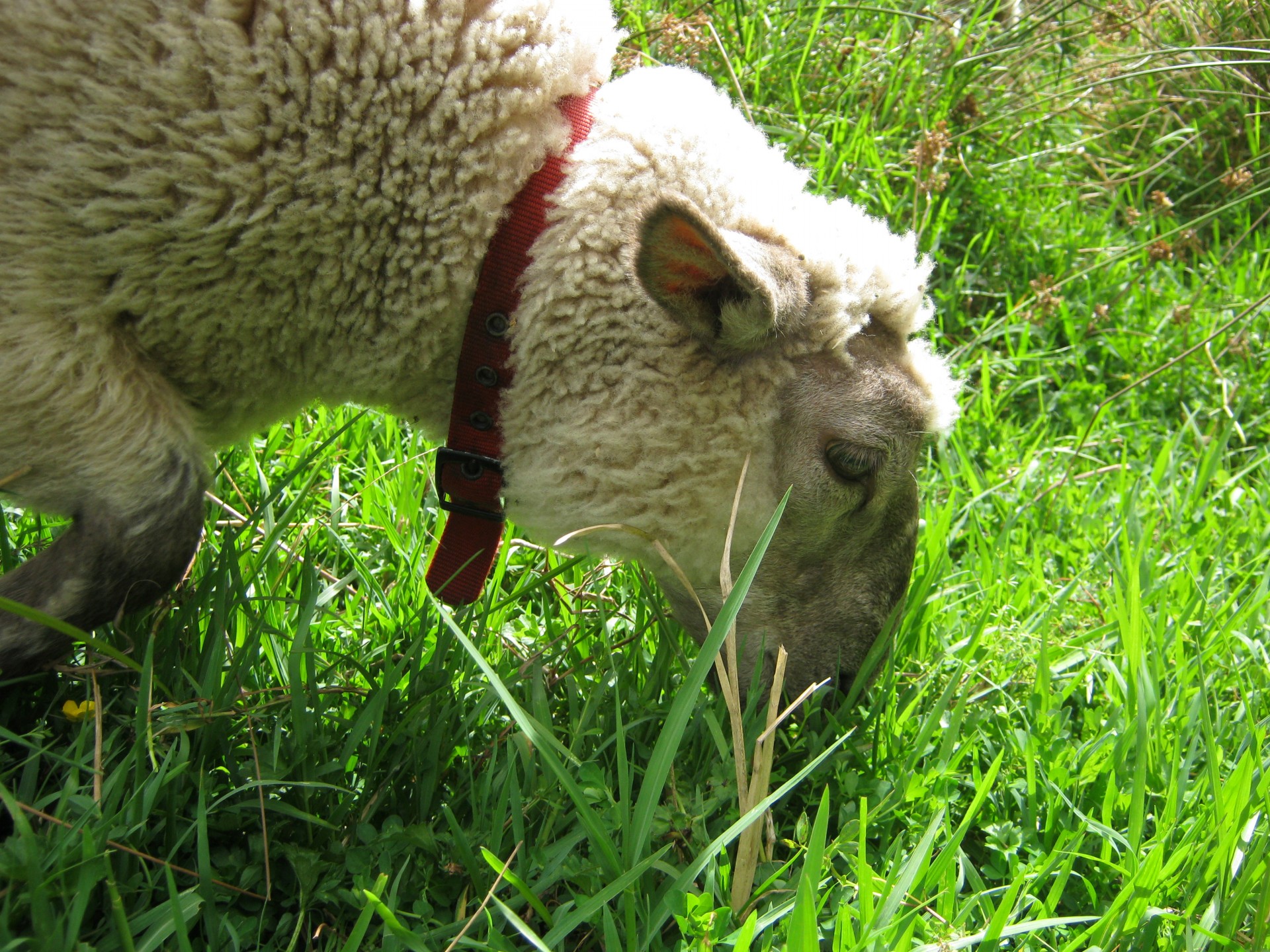 sheep lamb animal free photo