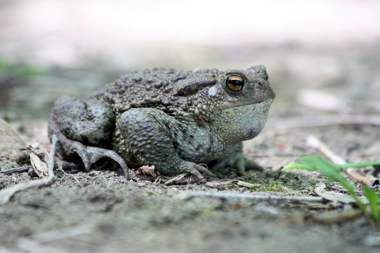 a toad amphibians common toad free photo