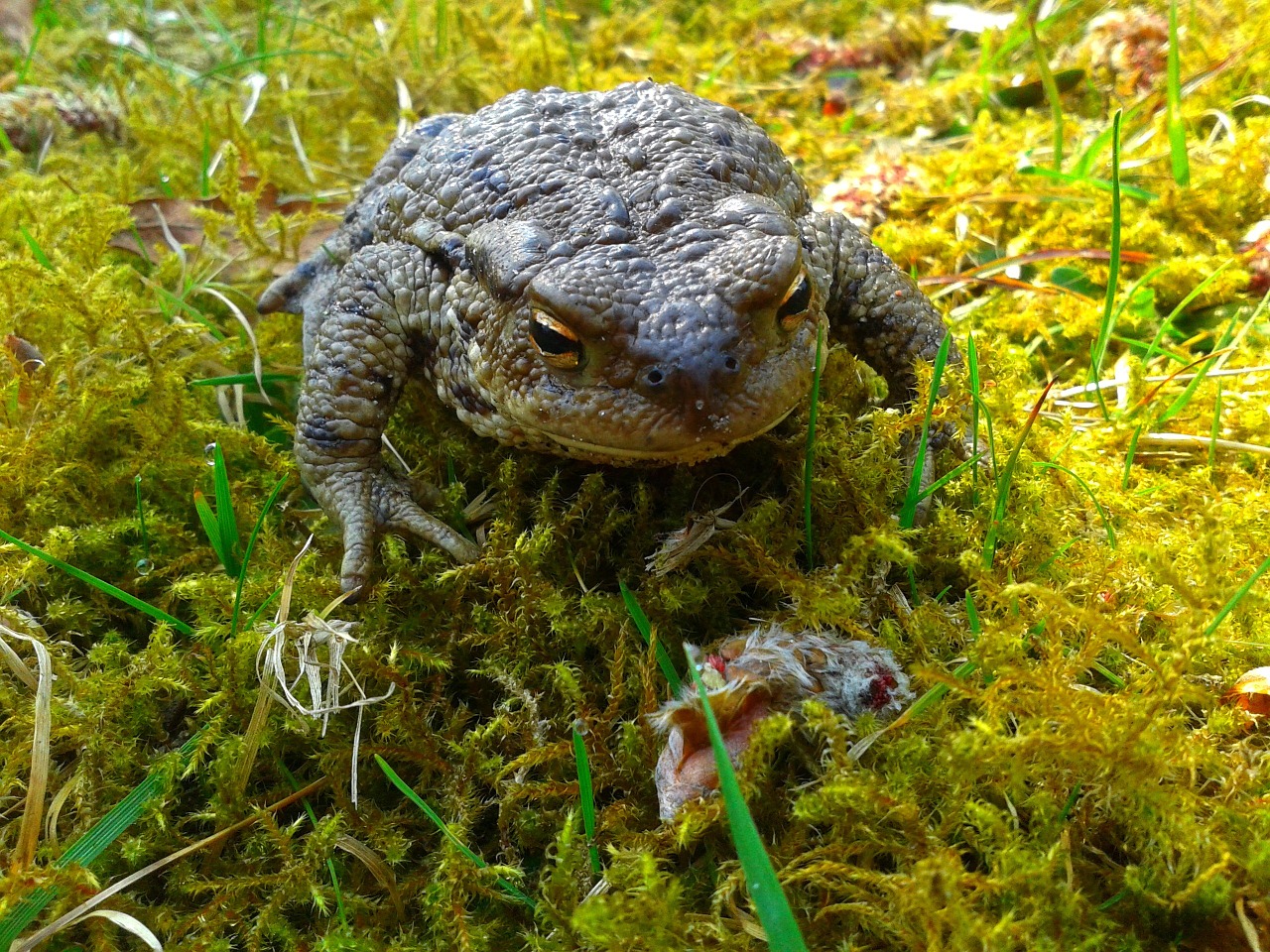 Download free photo of A toad,the frog,nature,amphibian,moss - from