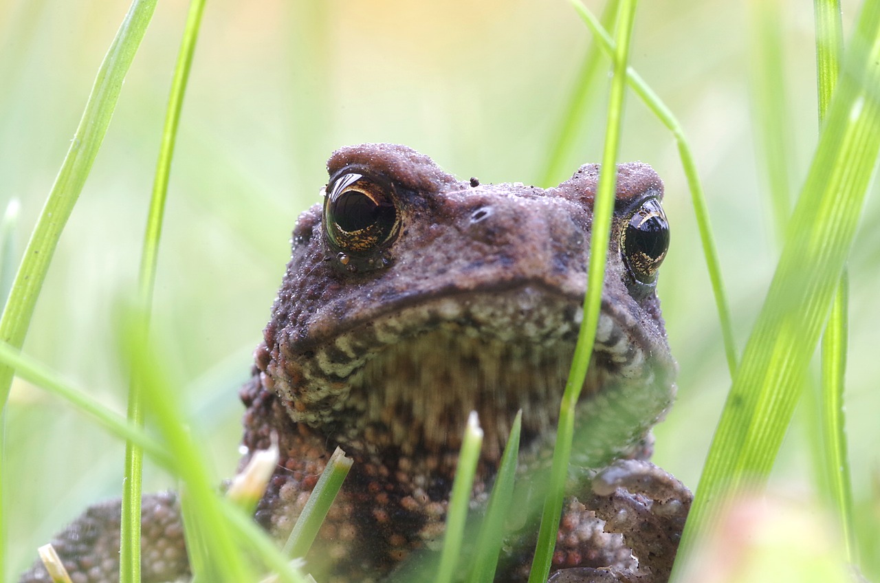 a toad the frog young free photo