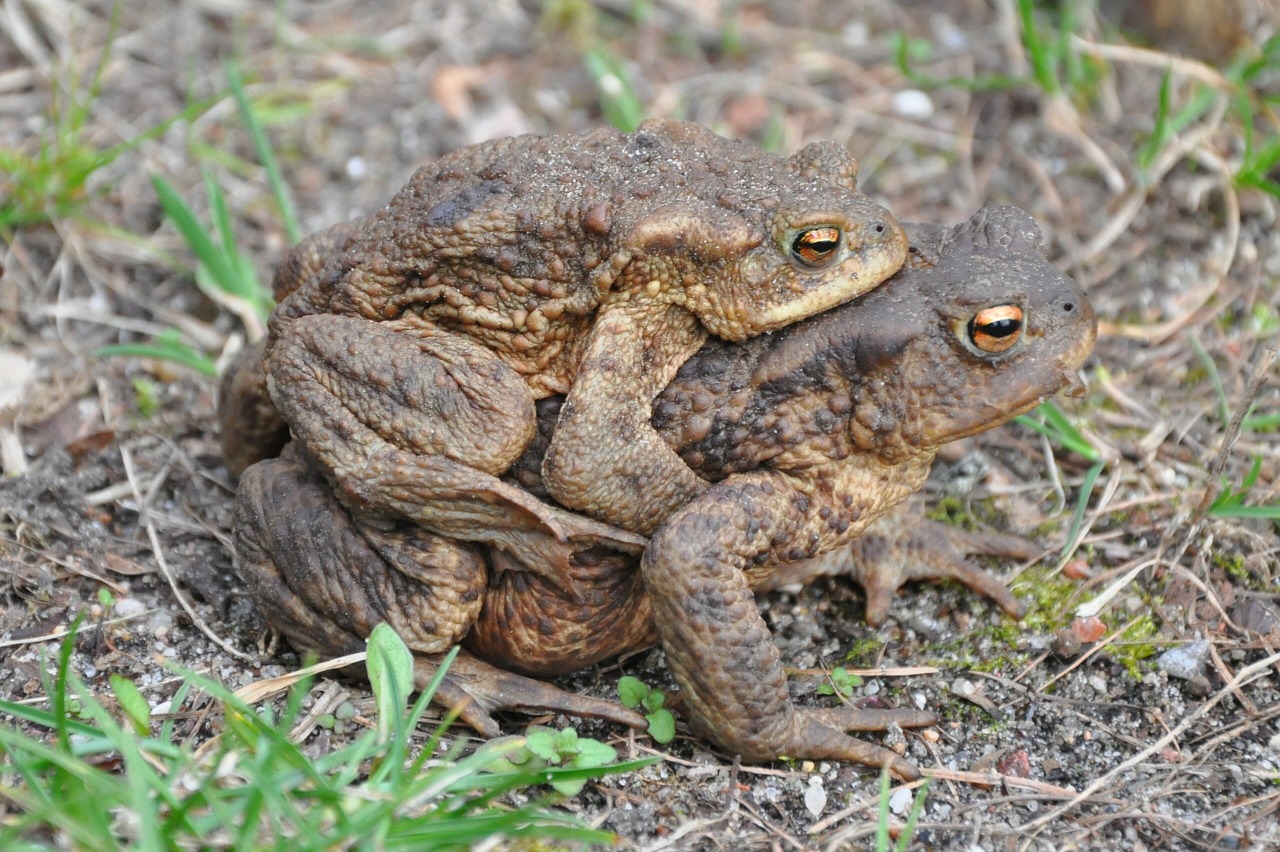 a toad common toad the frog free photo