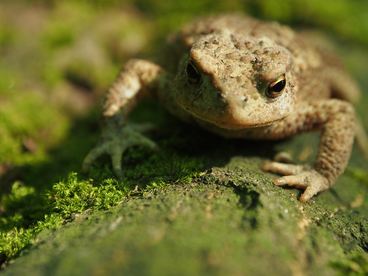 a toad  the frog  nature free photo