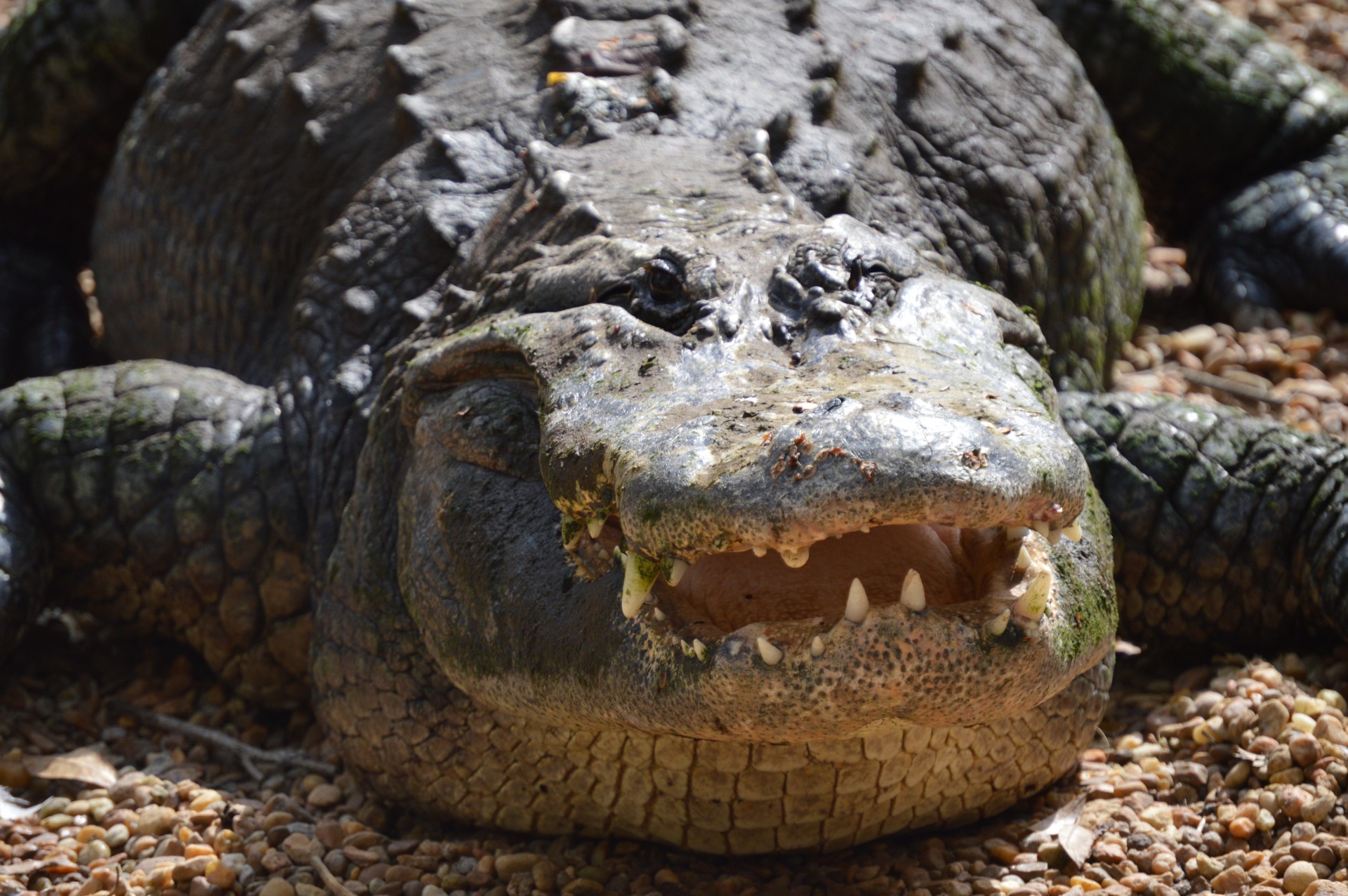 gator alligator a toothy smile free photo