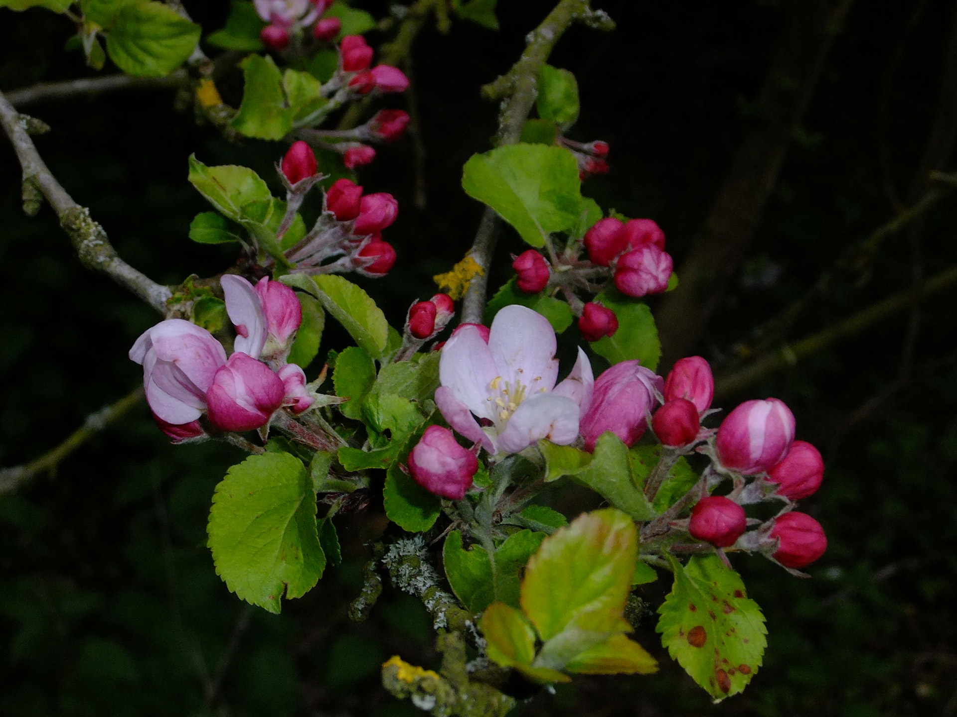 blossom tree flowers free photo