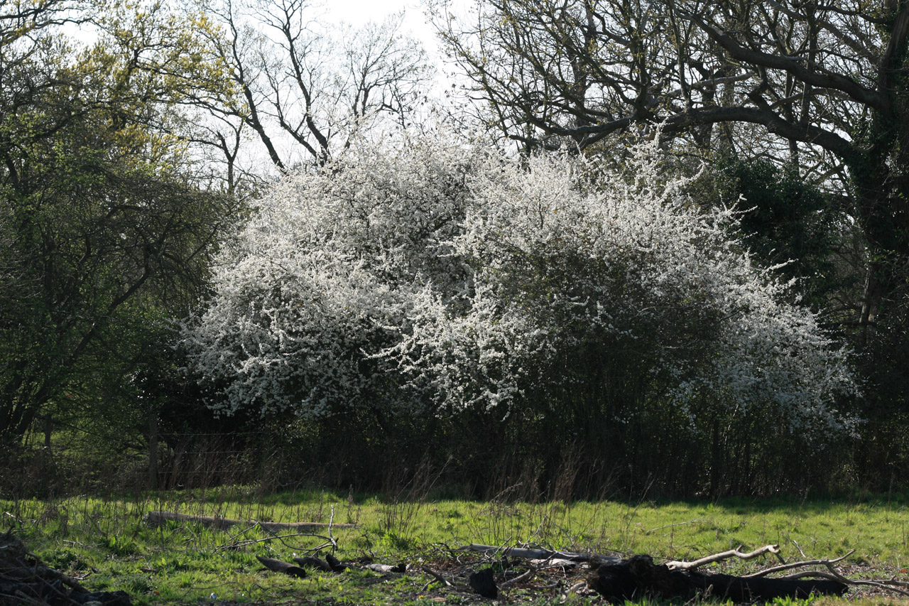 tree blossom nature free photo