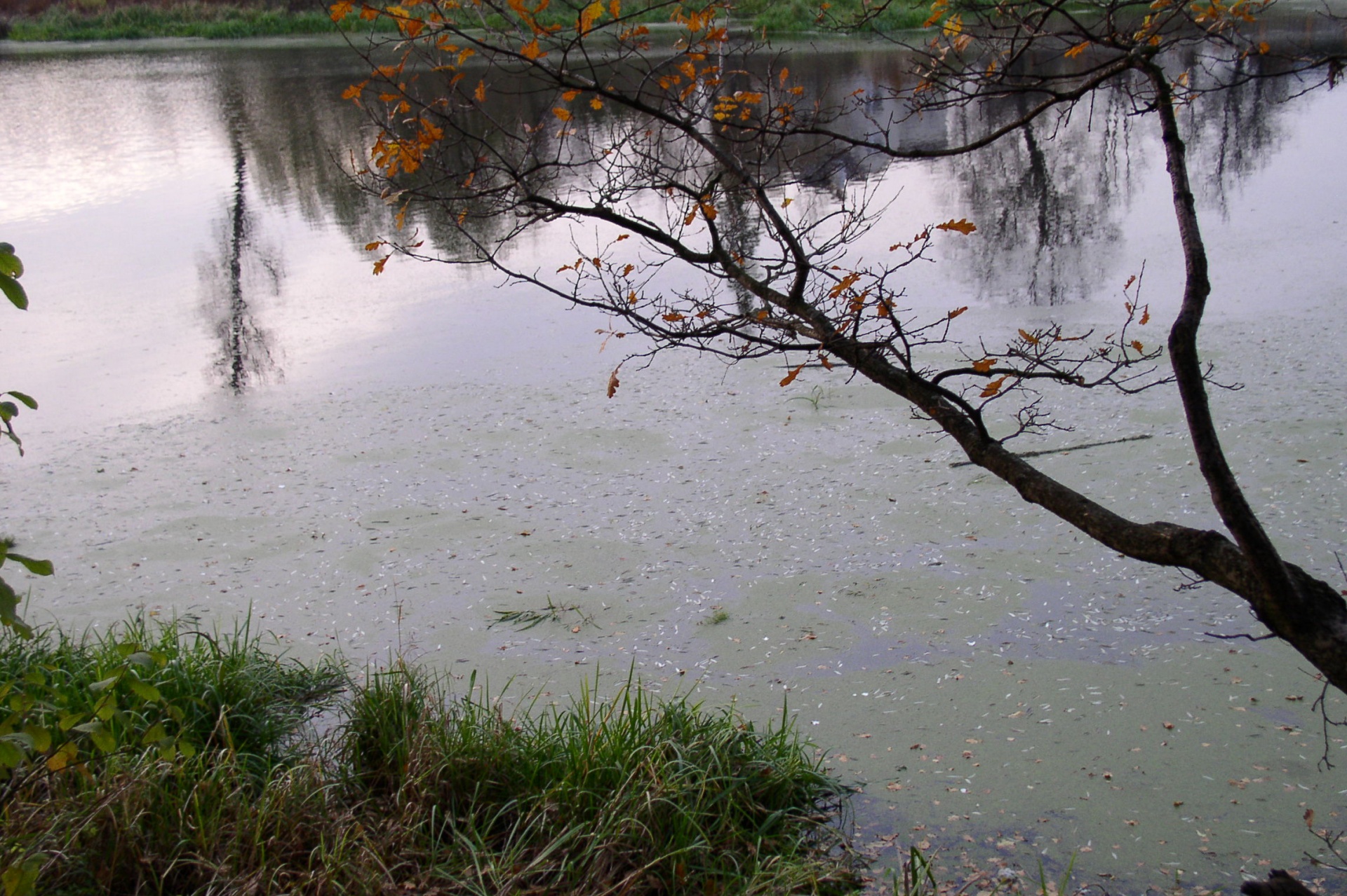 tree pond water free photo