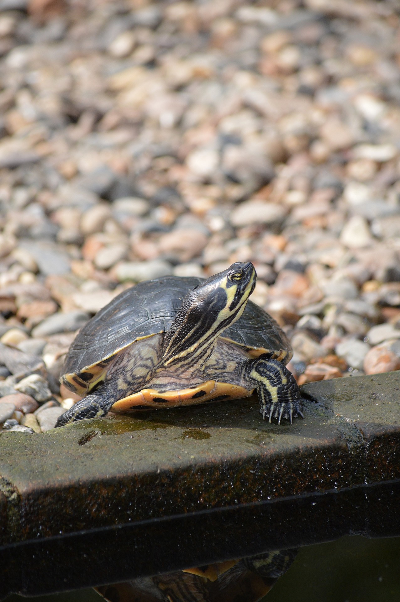 turtle small animal free photo