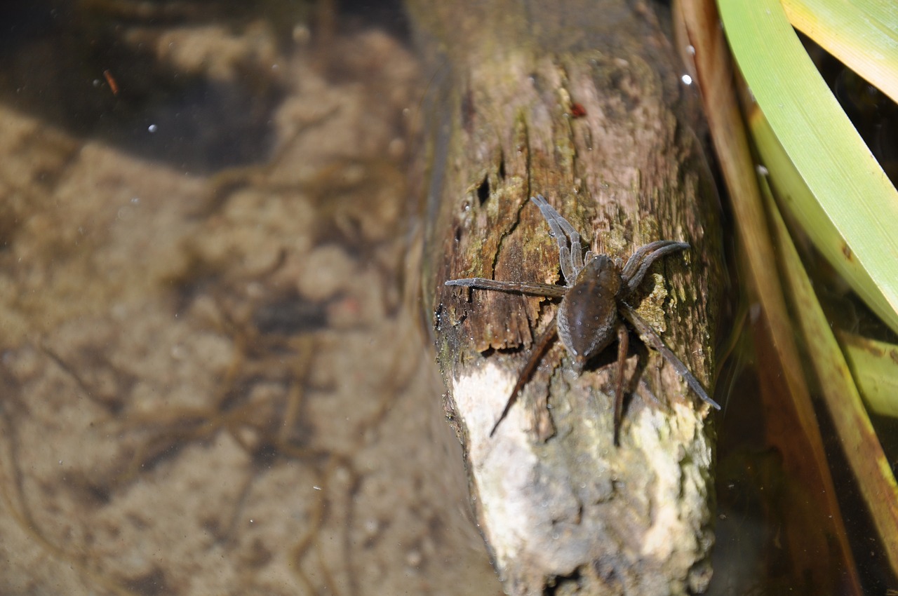 a water spider  bagnik  spider free photo