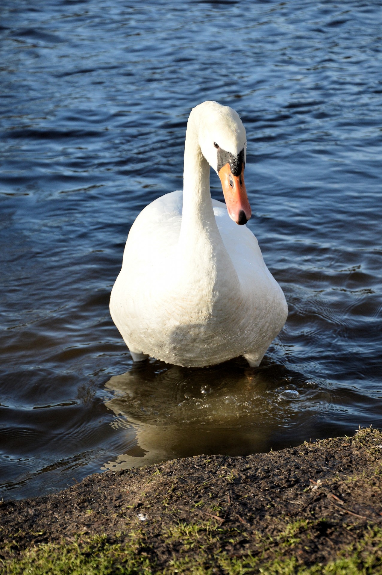 swan animal bird free photo