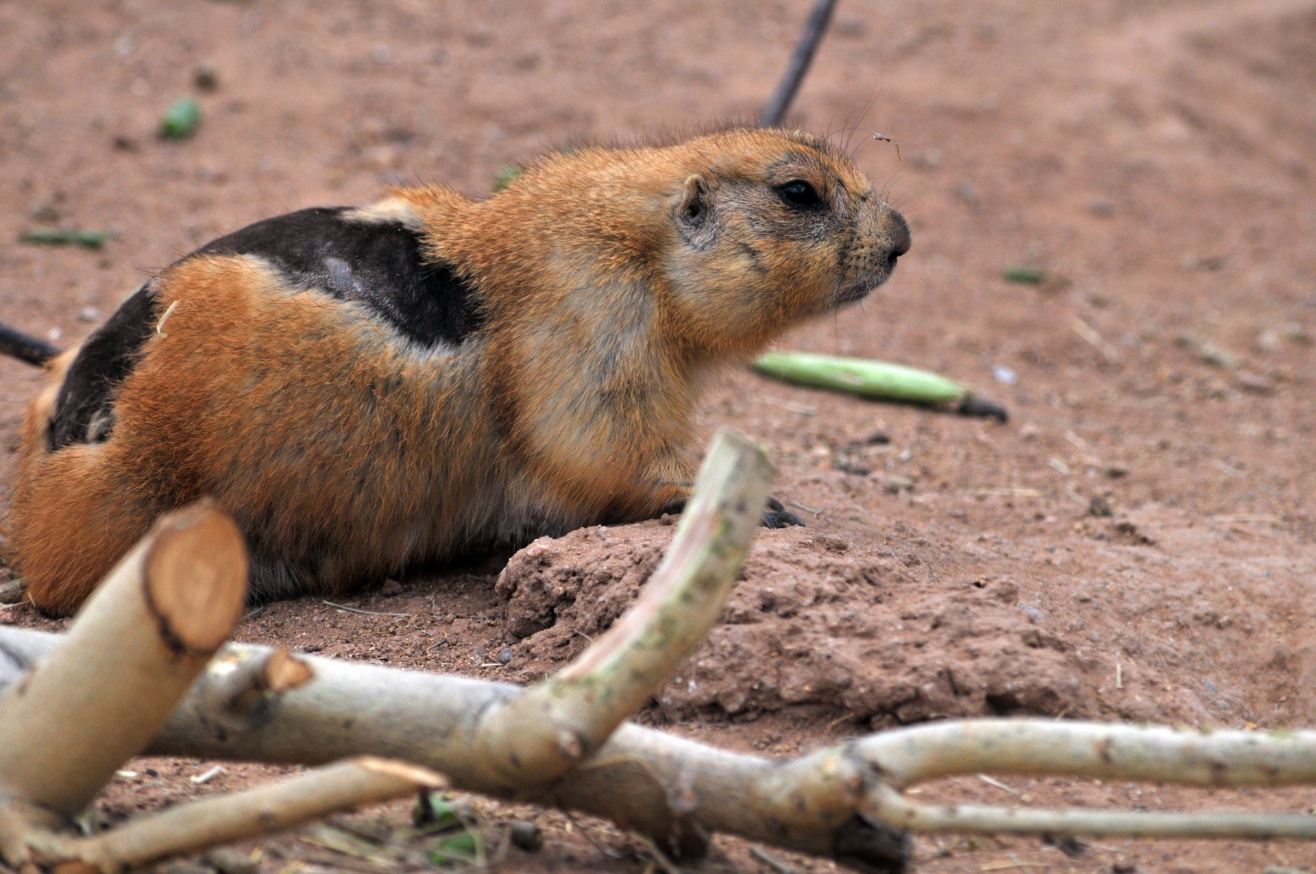 woodchuck wood chuck groundhog free photo