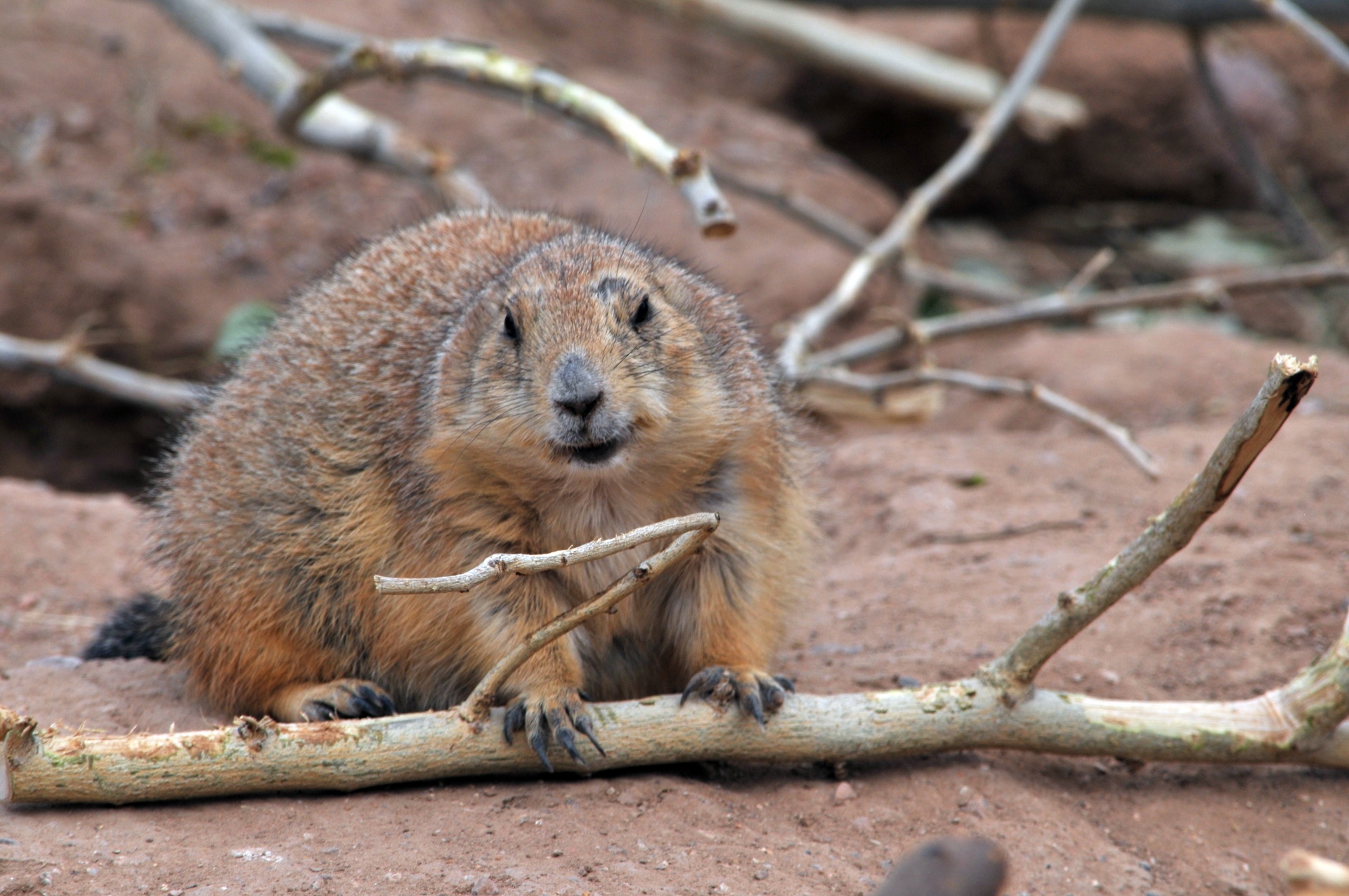 woodchuck wood chuck groundhog free photo