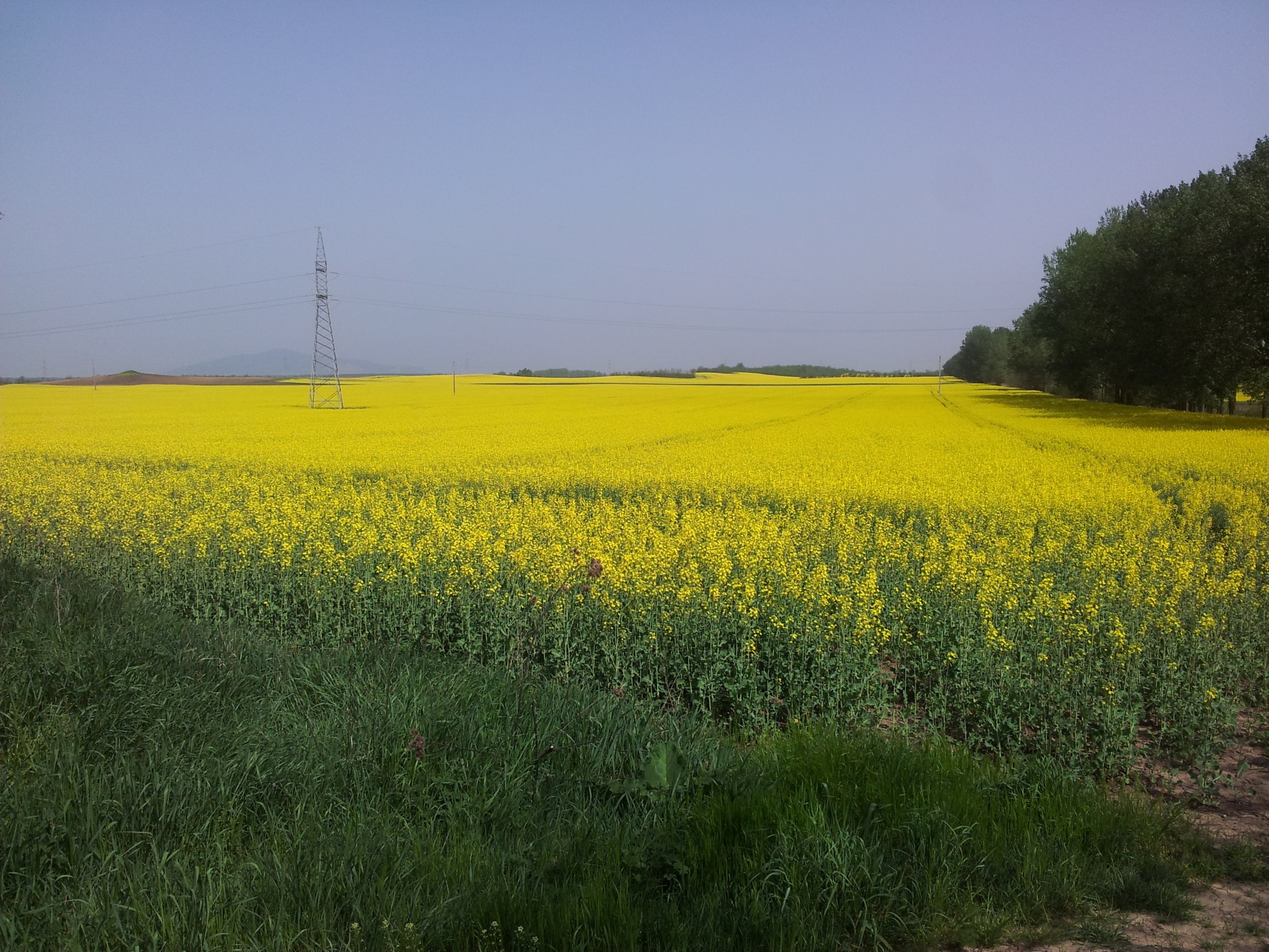 yellow flower field free photo