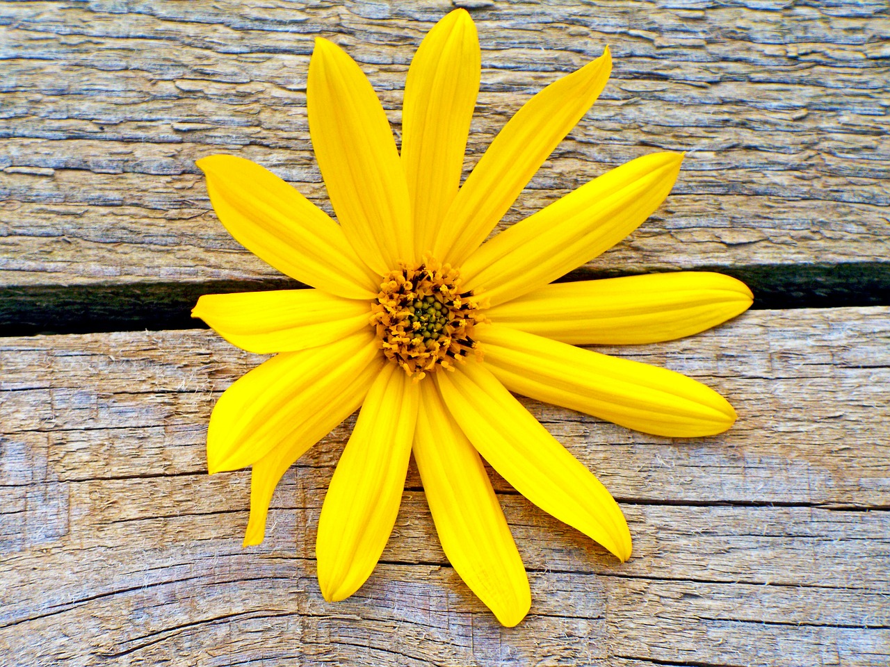 a yellow flower flower yellow free photo