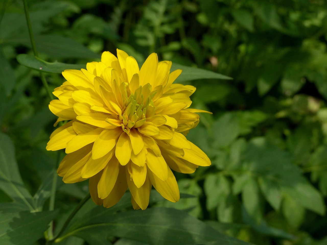 a yellow flower  flower  yellow free photo