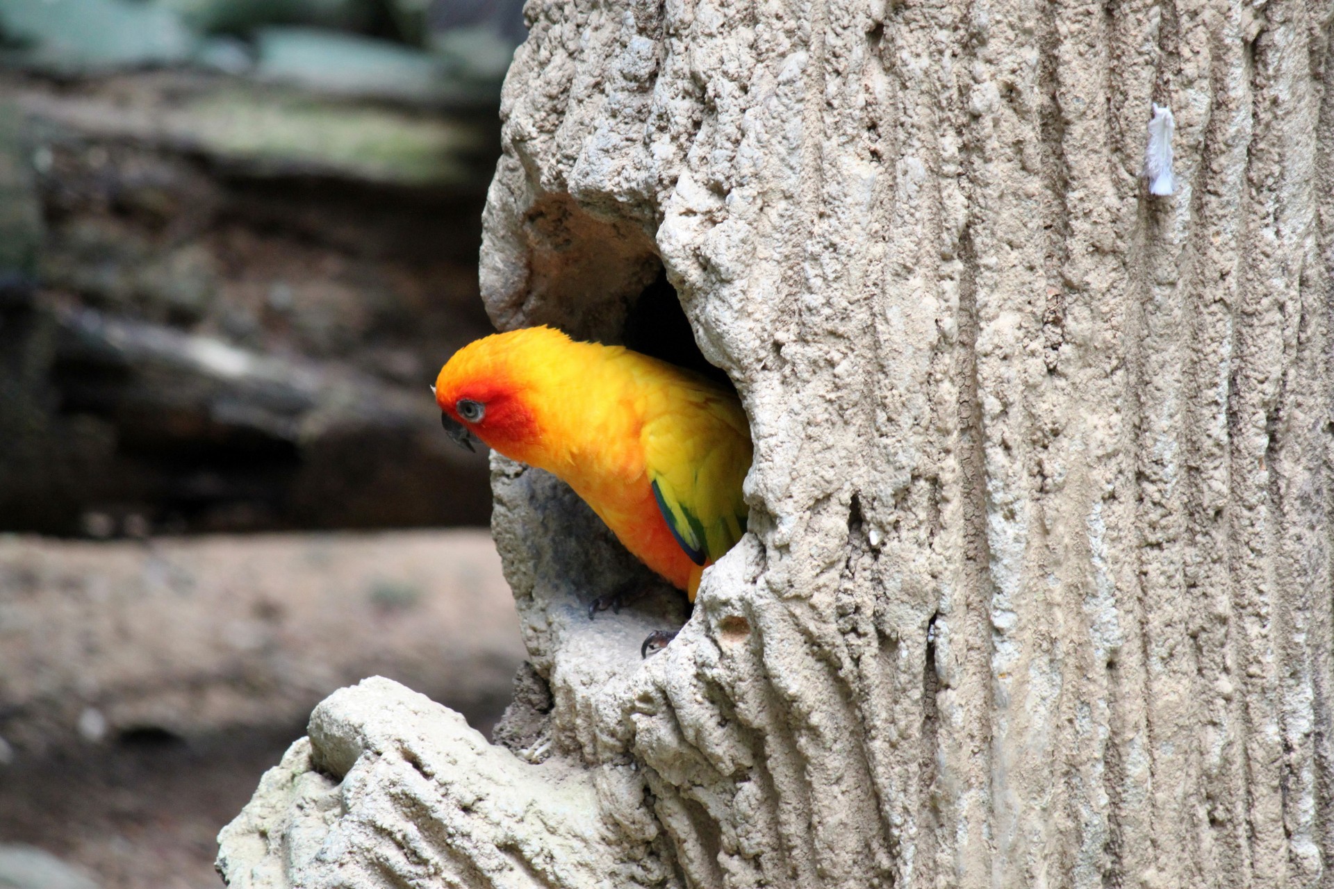 yellow parrot rest free photo