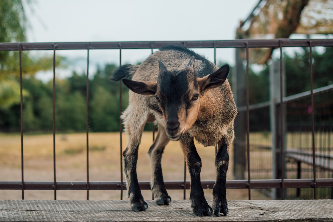 a young she-goat  goat  cottages-vacation rentals free photo