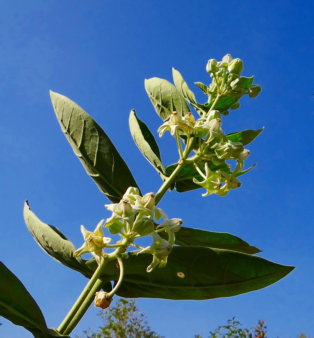 aak calotropis gigantea milkweed free photo