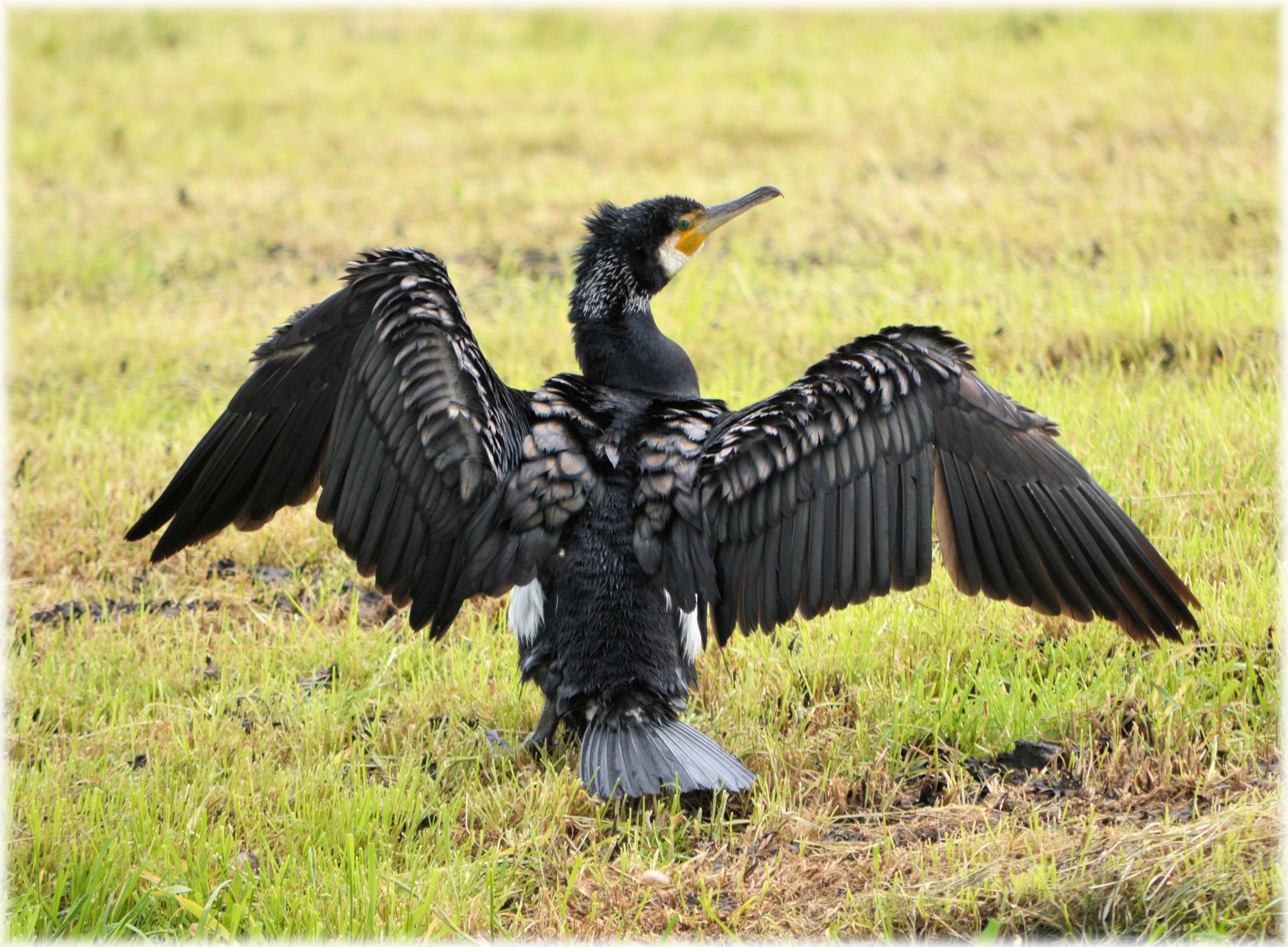 cormorant animal nature free photo