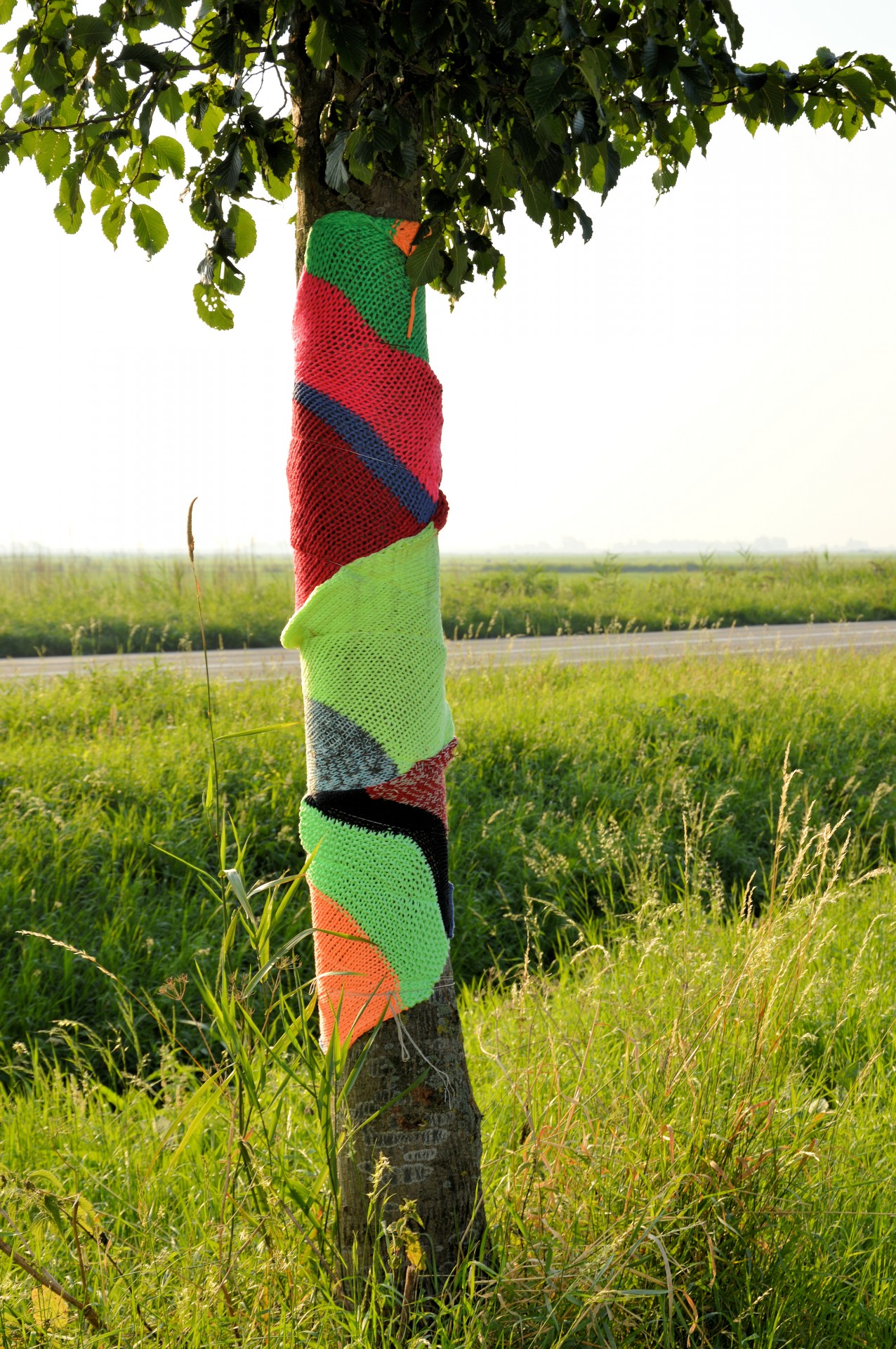 tree dressed up sweater free photo