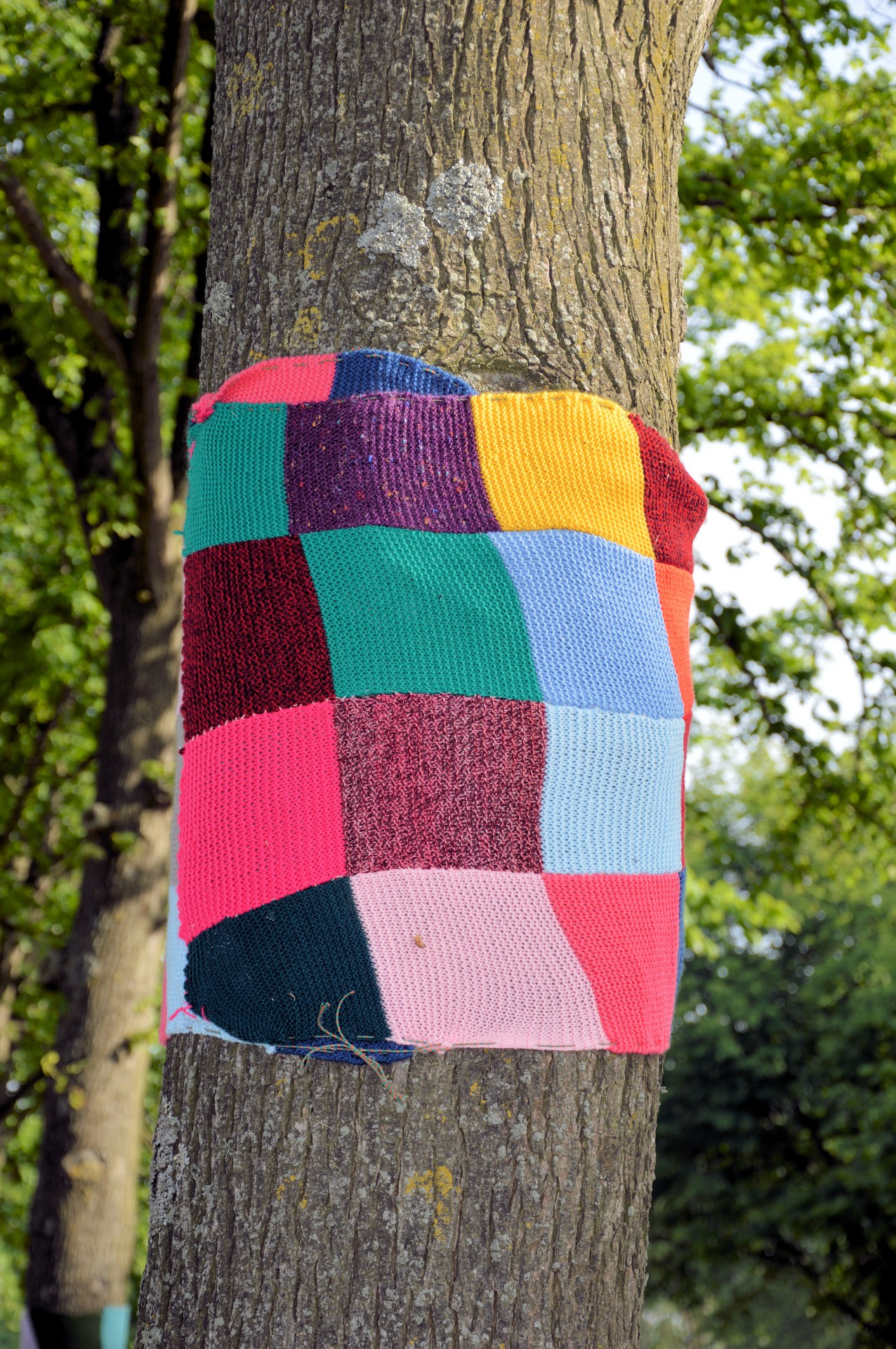 tree dressed up sweater free photo